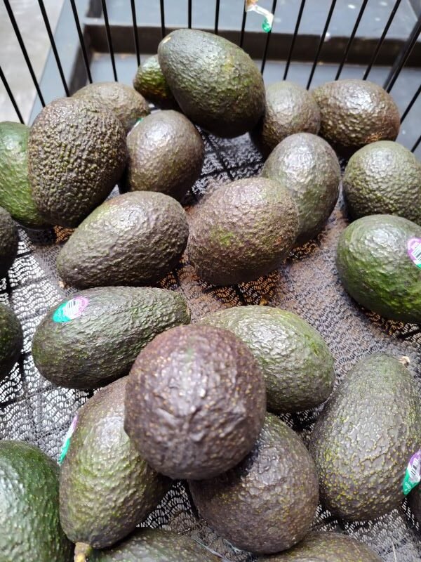 Avocado fruits