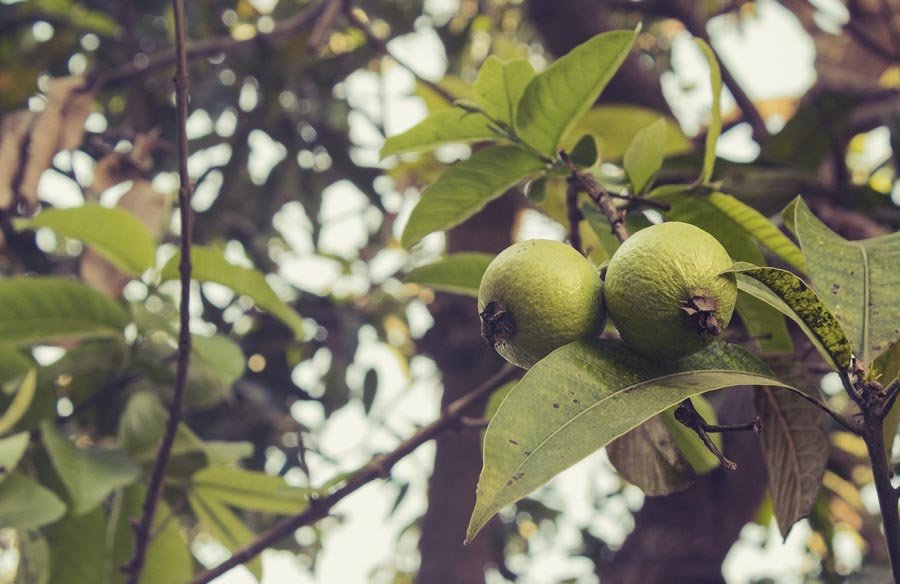 Guava fruit