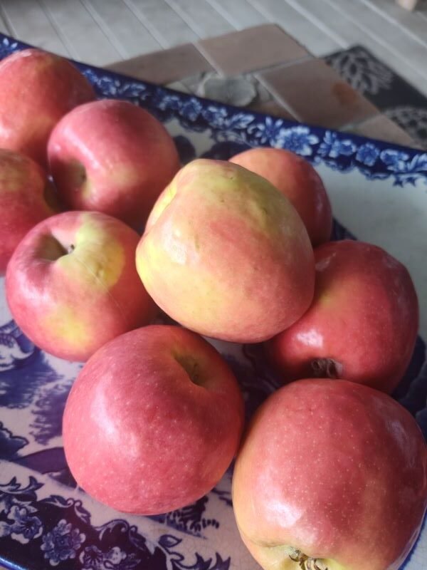 Apple fruits