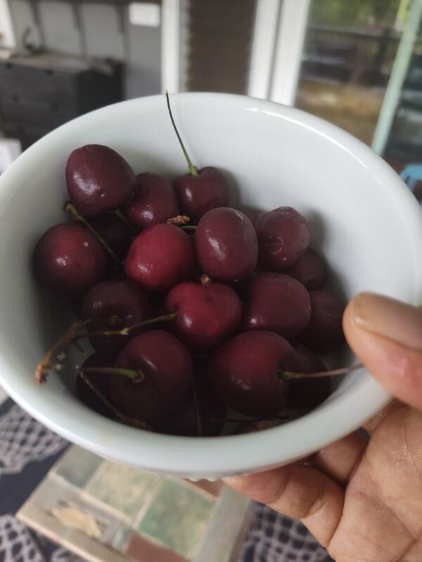 Cherry fruit